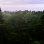 Peru: Amazoński Las Deszczowy